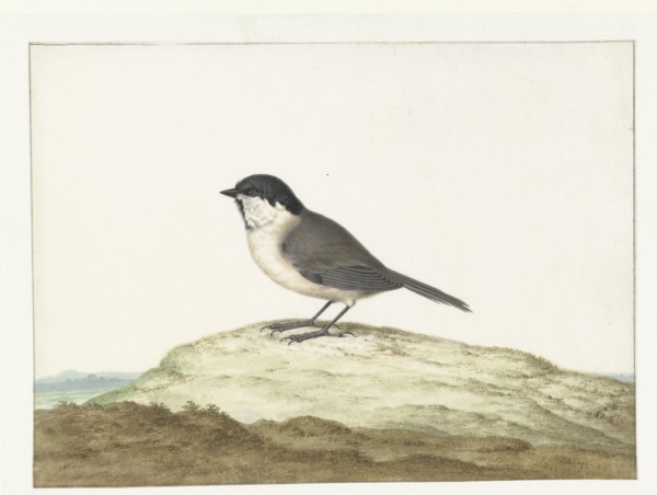 Marsh tit, 1658-1726. Creator: Johannes Bronkhorst.