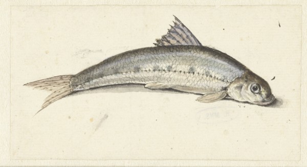 Gudgeon, 1739-1812. Creator: Johannes le Francq van Berkhey.