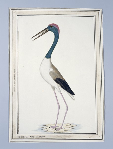 Ephippiorhynchus asiaticus ? (Black-necked stork), 1776-before 1780. Creator: John Hunter.