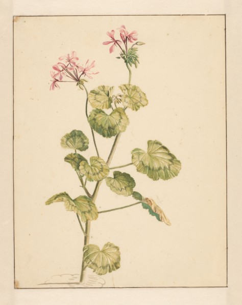 Geranium, 1668-1729. Creator: Vincent Laurentz van der Vinne I.