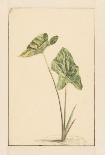 Spotted arum, 1668-1729. Creator: Vincent Laurentz van der Vinne I.