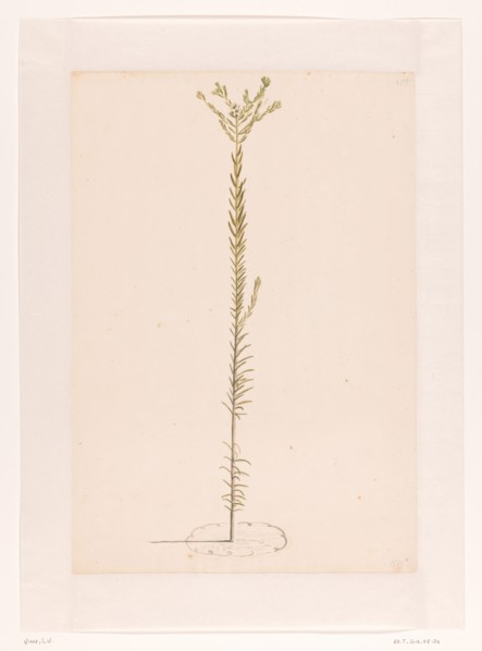 Ericaceae, 1668-1729. Creator: Vincent Laurentz van der Vinne I.