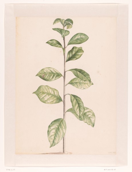 Arab coffee plant, 1668-1729. Creator: Vincent Laurentz van der Vinne I.
