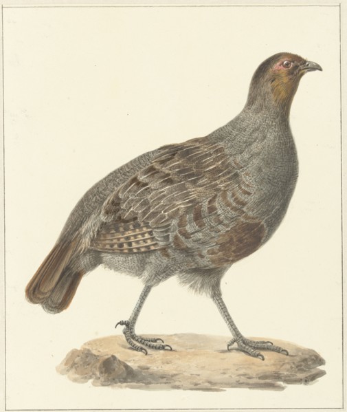 Partridge, 1759-1842. Creator: Pieter Bartholomeusz. Barbiers.
