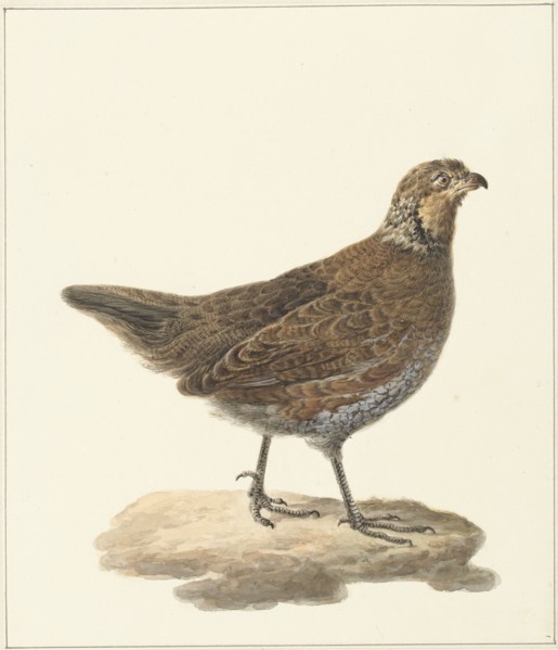 Bobwhite (Colinus Virginianus), 1759-1842. Creator: Pieter Bartholomeusz. Barbiers.