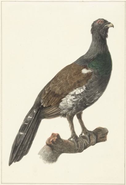 Auerhaan, 1759-1842. Creator: Pieter Bartholomeusz. Barbiers.