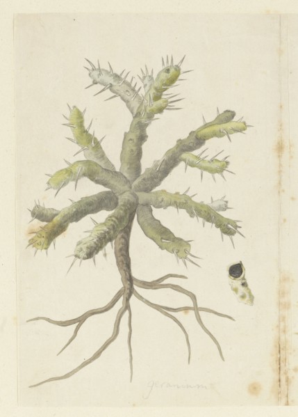 Monsonia Patersonii or Monsonia sp., 1777-1786. Creator: Robert Jacob Gordon.