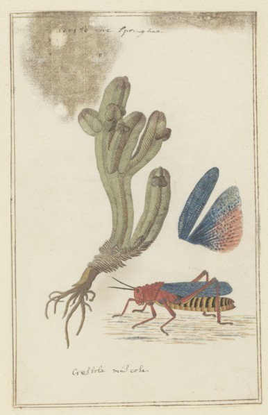 Crassula pyramidalis Thunb. (Pagoda mini jade) and a Dictyophorus spumans (Koppie foam...1777-1786. Creator: Robert Jacob Gordon.