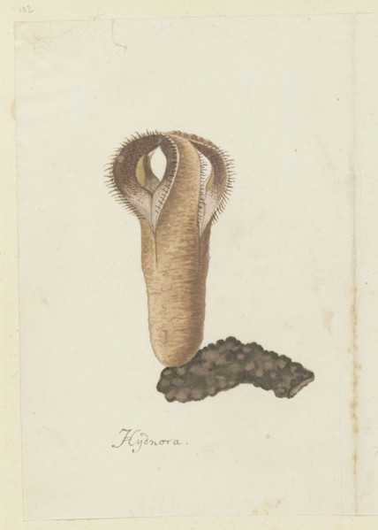 Hydnora africana Thunb. (Jackal-food plant), 1777-1786. Creator: Robert Jacob Gordon.