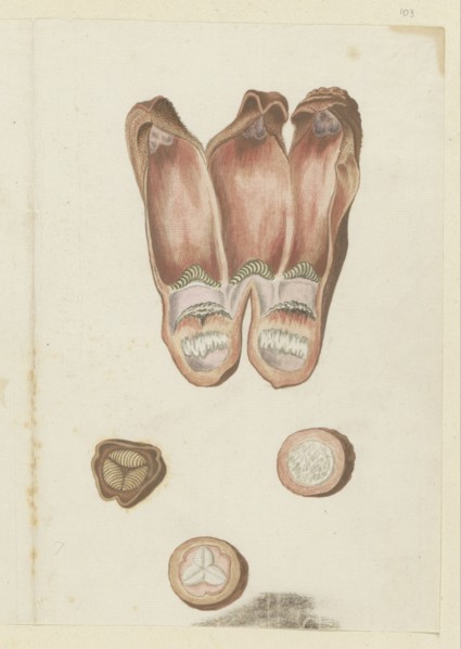 Hydnora africana Thunb., details (Jackal-food plant), 1777-1786. Creator: Robert Jacob Gordon.