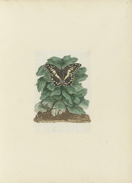 Papilio demodocus (Citrus or Christmas butterfly) on an unidentified plant, 1777-1786. Creator: Robert Jacob Gordon.