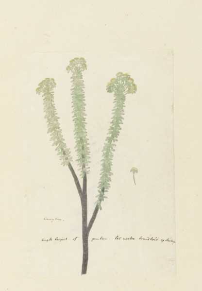 Euryops lateriflorus (L.f.) DC. (Cape gumtree), 1777-1786. Creator: Robert Jacob Gordon.