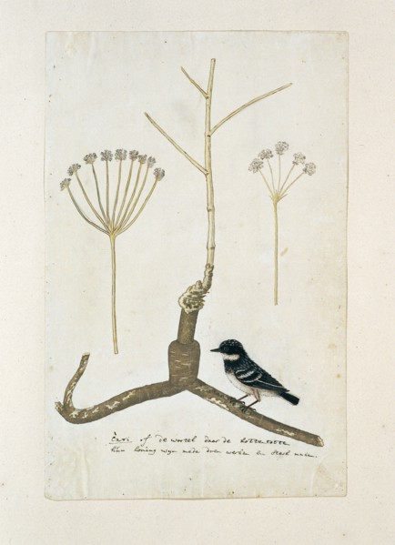 Apiacea or Umbeliffera, 1777-1786. Creator: Robert Jacob Gordon.