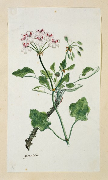 Pelargonium echinatum W. Curtis (Prickly-stemmed pelargonium), 1777-1786. Creator: Robert Jacob Gordon.