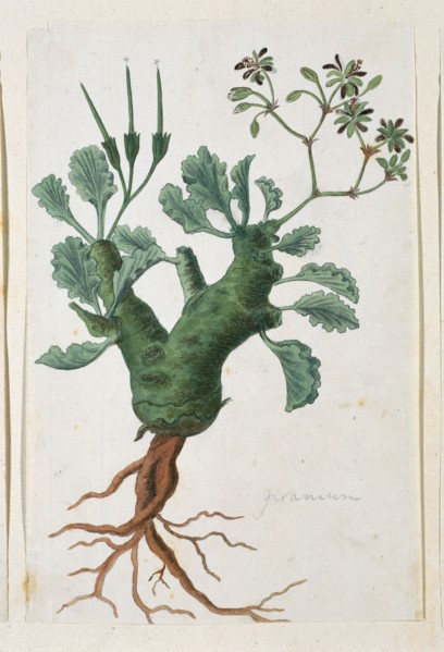 Pelargonium klinghartense Knuth, 1777-1786. Creator: Robert Jacob Gordon.