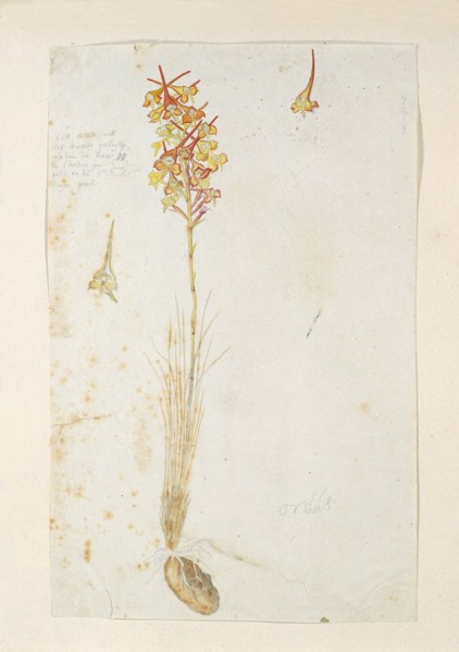 Disa porrecta Swartz, 1777-1786. Creator: Robert Jacob Gordon.