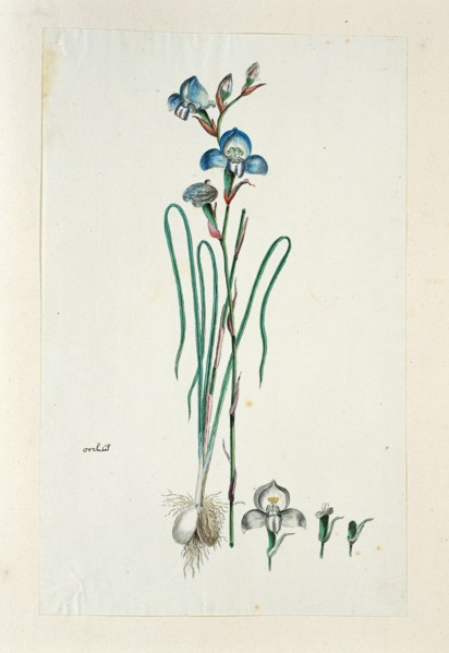 Disa graminiflolia Ker Gawl. Ex Spreng. (Blue disa), 1777-1786. Creator: Robert Jacob Gordon.