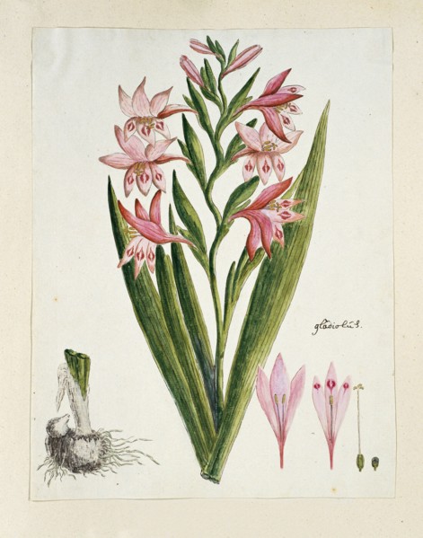 Gladiolus carneus D. Delarochev (Painted lady), 1777-1786. Creator: Robert Jacob Gordon.
