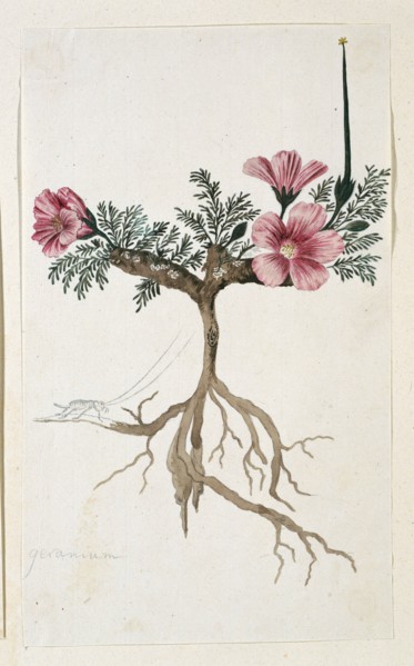 Monsonia multifidum E.Mey. ex Kunth (with an insect), 1777-1786. Creator: Robert Jacob Gordon.
