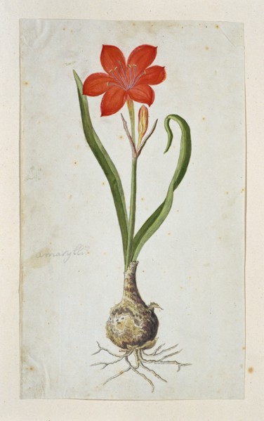 Cyrtanthus elatus (Jacq.) Traub (Flowering valotta; Fire lily; George lily), 1777-1786. Creator: Robert Jacob Gordon.