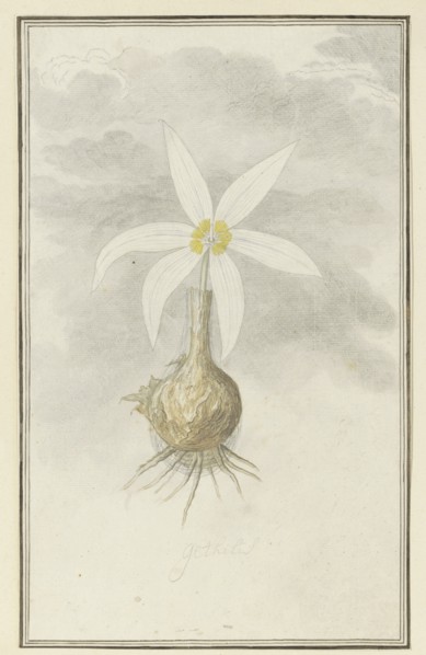Gethyllis Afra L (Kukukmakranka), 1777-1786. Creator: Robert Jacob Gordon.