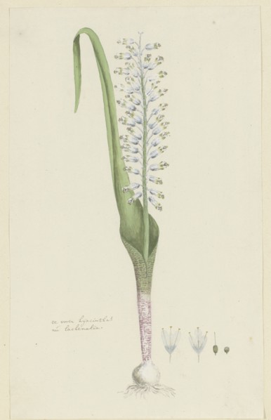 Lachenalia unifolia Jacq. (Hyacinth), 1777-1786. Creator: Robert Jacob Gordon.