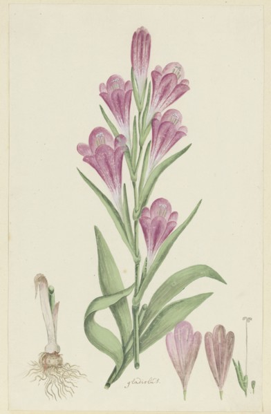 Gladiolus caryhyllaceus (Burm, f.) Poir., 1777-1786. Creator: Robert Jacob Gordon.