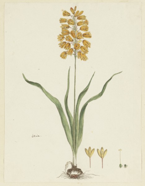 Ixia odorata Ker. Gawl., 1777-1786. Creator: Robert Jacob Gordon.