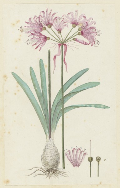 Nerine humilis (Jacq.) Herb. (Amaryllis humilis), 1777-1786. Creator: Robert Jacob Gordon.