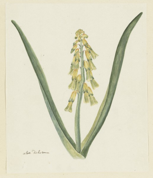 Lachenalia aloides (L.f.) Engl. (Opal flower), 1777-1786. Creator: Robert Jacob Gordon.