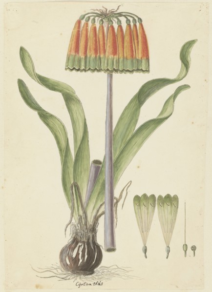 Cyranthus obliquus (L.f.) Aiton (Knysna lily), 1777-1786. Creator: Robert Jacob Gordon.