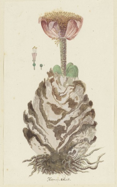Haemanthus coccineus L. (Blood flower), 1777-1786. Creator: Robert Jacob Gordon.