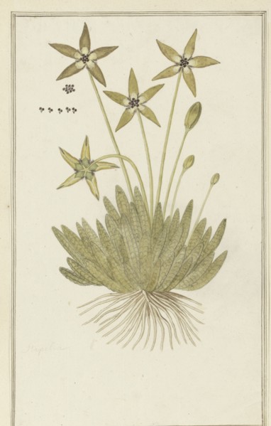 Tridentea pedunculata (Masson) L.C. Leach (Stapelia), 1777-1786. Creator: Robert Jacob Gordon.