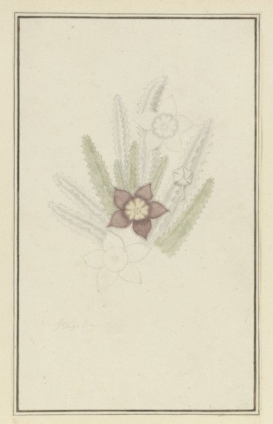 Stapelia hirsute L. (Starfish flower), 1777-1786. Creator: Robert Jacob Gordon.