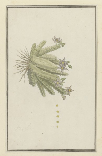 Piaranthus geminatus (Masson) N.E. Br.(Milkweed), 1777-1786. Creator: Robert Jacob Gordon.
