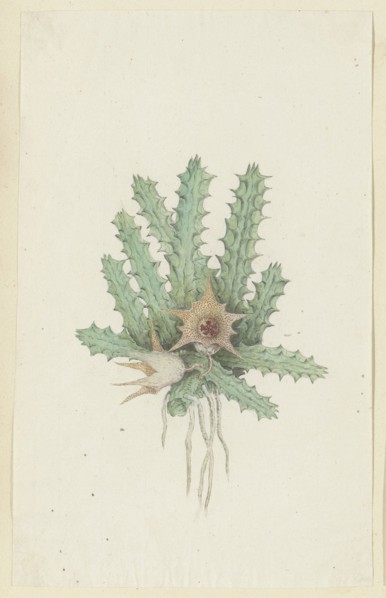 Huernia barbata (Masson) Haw., 1777-1786. Creator: Robert Jacob Gordon.