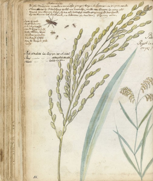 Ants and rice, 1786. Creator: Jan Brandes.
