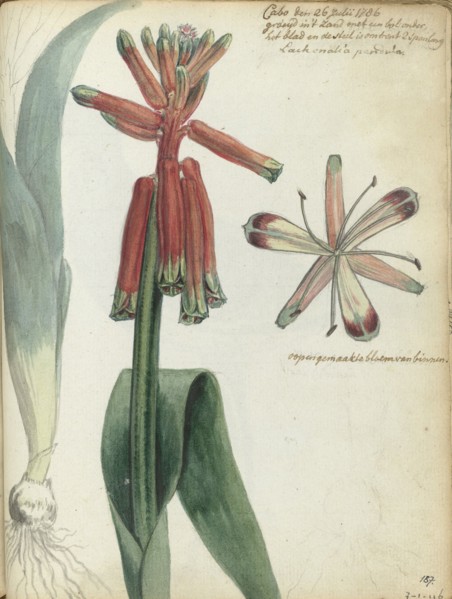 Cape flower, (Lachenalia pendula), 1786. Creator: Jan Brandes.