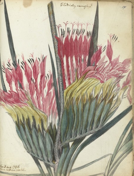 Cape flower, 1786. Creator: Jan Brandes.