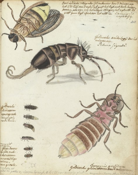 Javanese and Gelderland glowworms, 1770-1787. Creator: Jan Brandes.