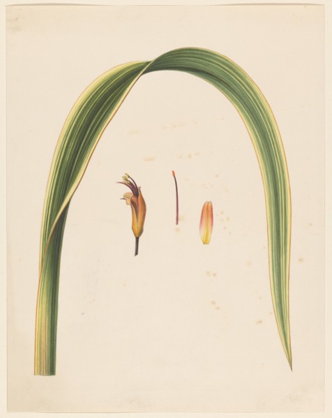 Study of a leaf and a flower, 1836-1915. Creator: Abraham Jacobus Wendel.