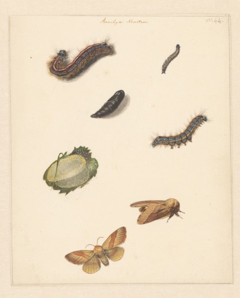 Study sheet with various caterpillars, moths, an egg and a cocoon of the Bombya Neustria, 1824-1900. Creator: Albertus Steenbergen.