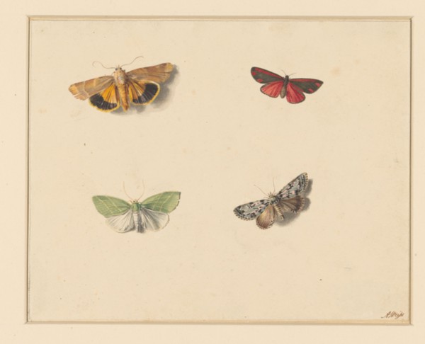 Four butterflies, 1811-1851. Creator: Anton Weiss.