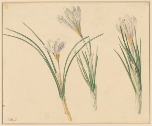 Three studies of crocuses, 1811-1851. Creator: Anton Weiss.