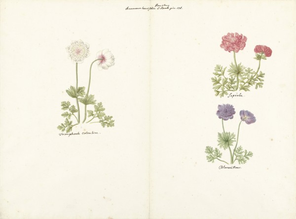 Three studies of anemones, 1760-1769. Creator: C. Baak.