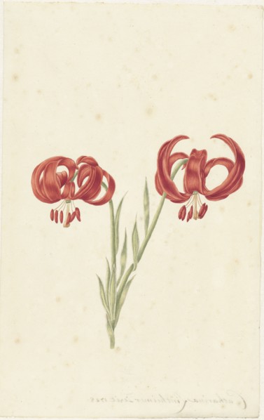 Red Lily, 1728. Creator: Catharina Lintheimer.