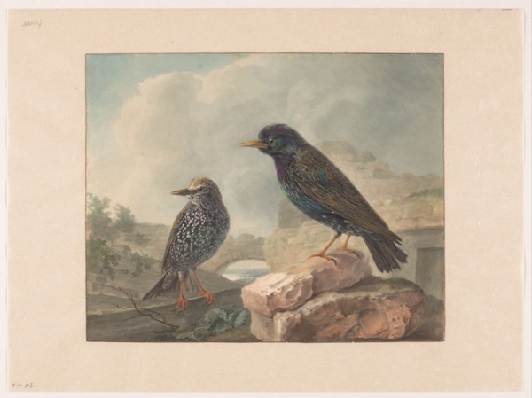Two starlings, 1765-1873. Creator: Cornelis van Hardenbergh.