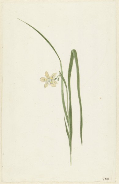 Iris, 1741-1795. Creator: Cornelis van Noorde.