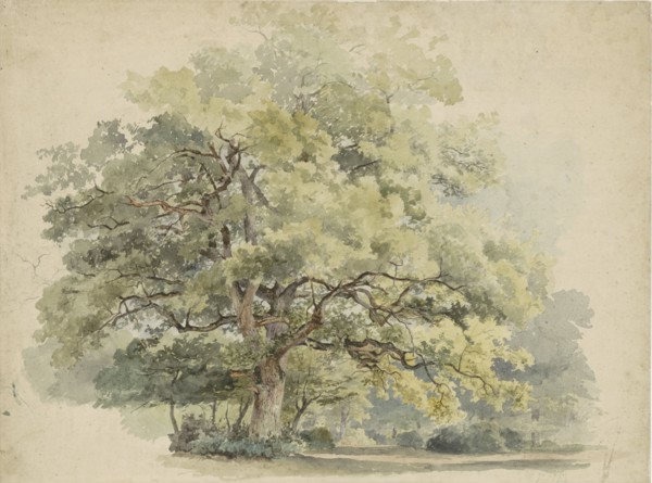 Tree study, 1819-1887. Creator: George Andries Roth.