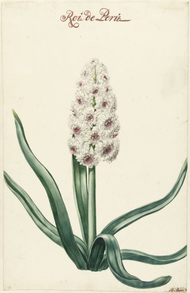 White hyacinth, 1720-1729. Creator: Hendrik Budde.